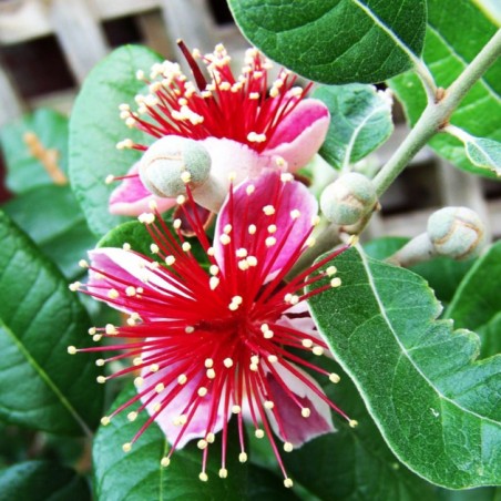 Feijoa sellowiana
