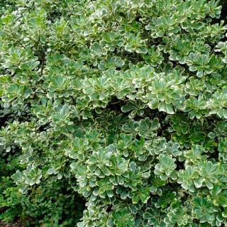 Pittosporum heterophy variegatum