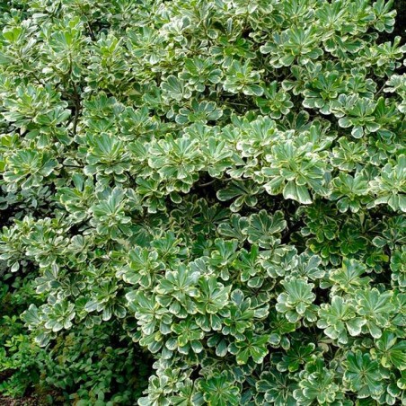 Pittosporum heterophy variegatum