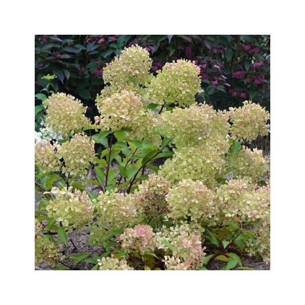 Hydrangea paniculata Romantic ace