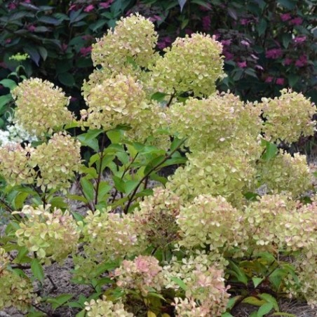 Hydrangea paniculata Romantic ace