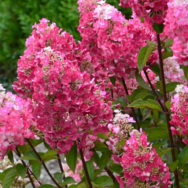 Hydrangea paniculata Framboisine