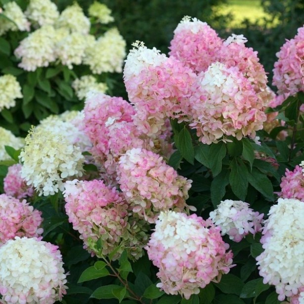 Hydrangea paniculata Pinkachu