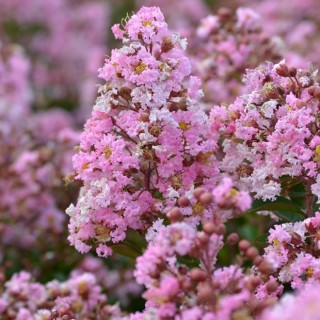 Lagerstroemia indica Eveline