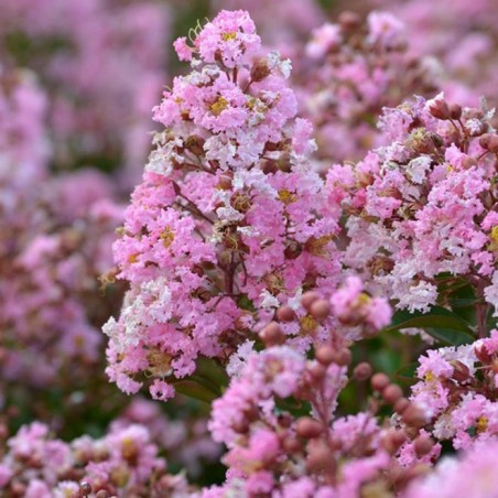 Lagerstroemia indica Eveline