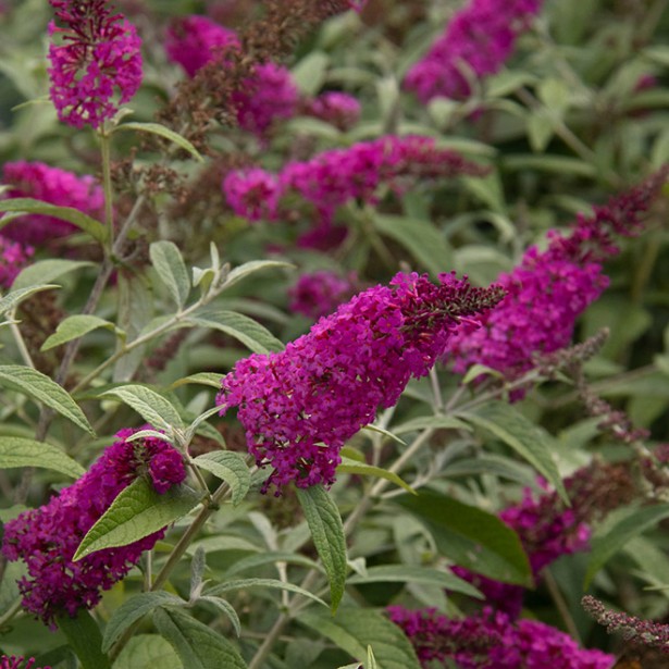 Buddleia miss ruby