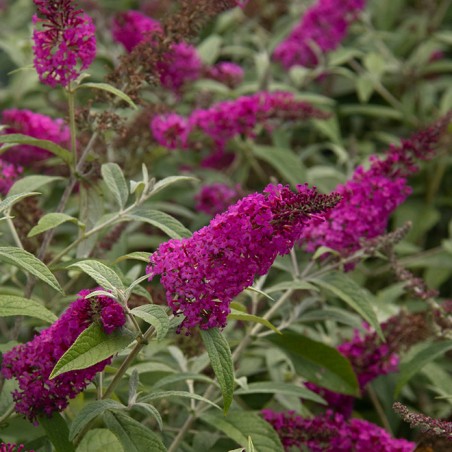 Buddleia miss ruby