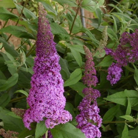 Buddleia reve de papillon pink