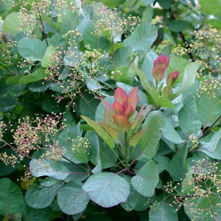 Cotinus old fashioned