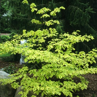 Cornus alter golden shadow
