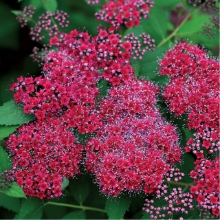 Spirea japonica double play red