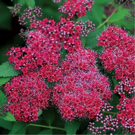 Spirea japonica double play red