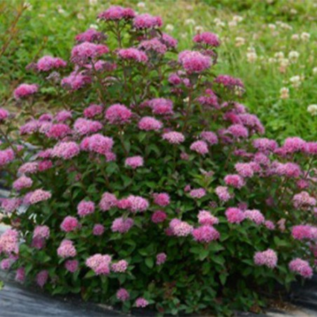 Spirea japonica merlo green