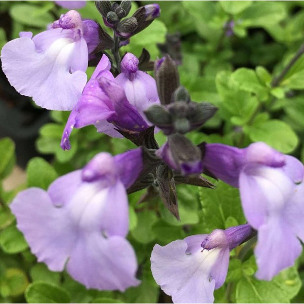 Salvia so cool pale blue