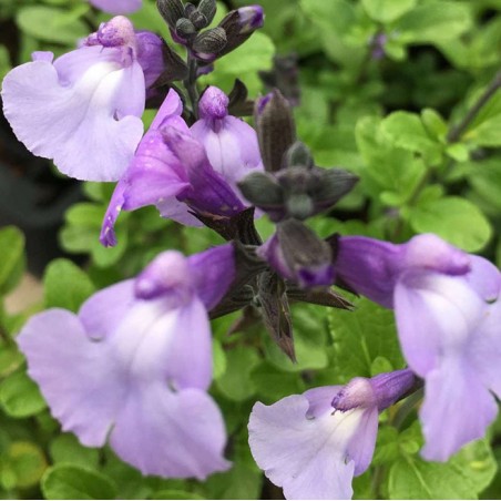 Salvia so cool pale blue