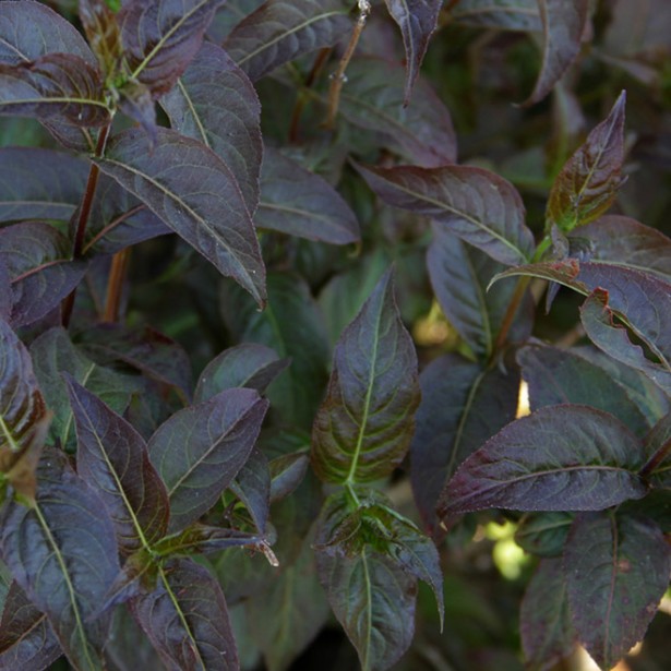 Diervilla kodiak black