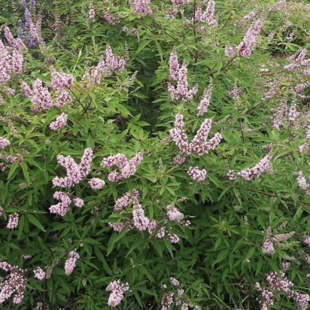 Vitex agnus castus pink pinnacle