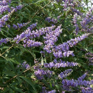 Vitex agnus castus delta blue