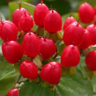 Hypericum X inodorum magical impression