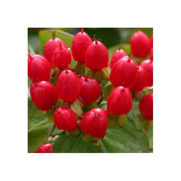 Hypericum X inodorum magical impression