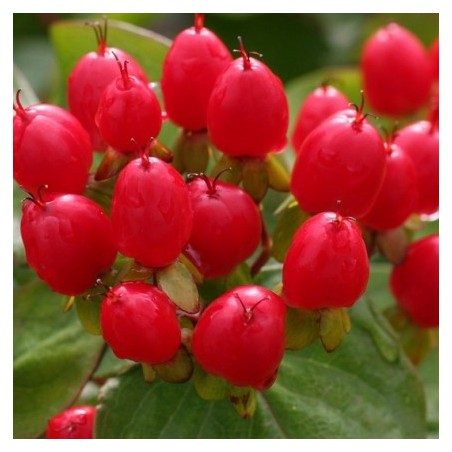 Hypericum X inodorum magical impression