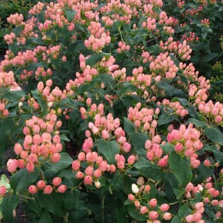 Hypericum X inodorum magical innocence