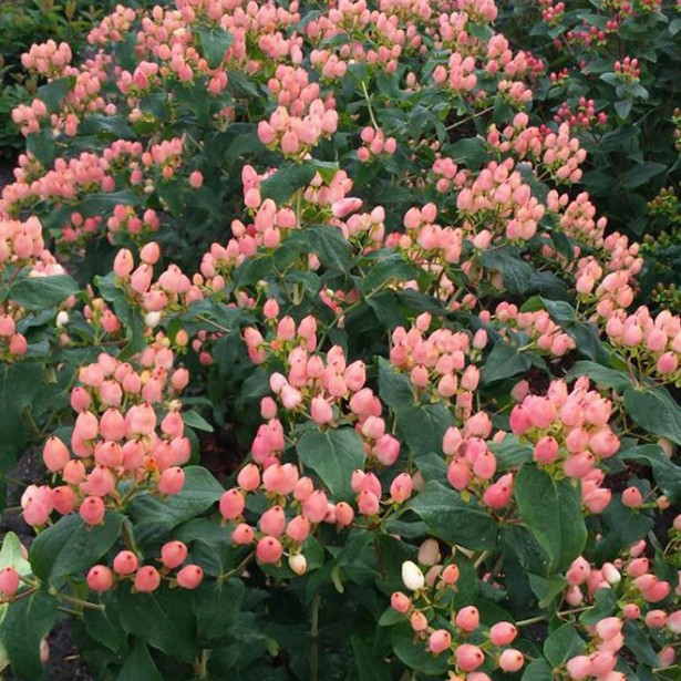 Hypericum X inodorum magical innocence