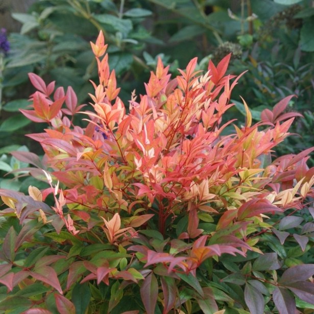 Nandina Summer sunset