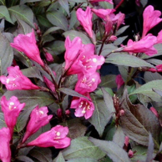 Weigelia minor black