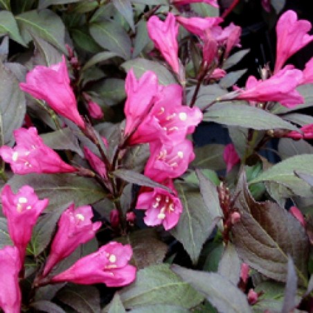 Weigelia minor black