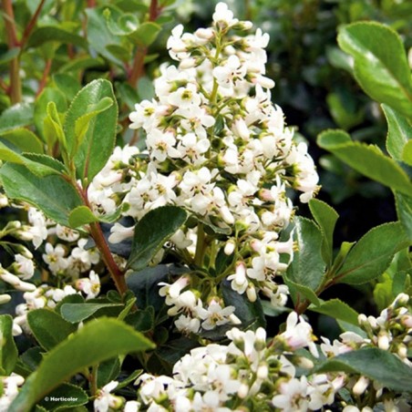 Escallonia iveyii