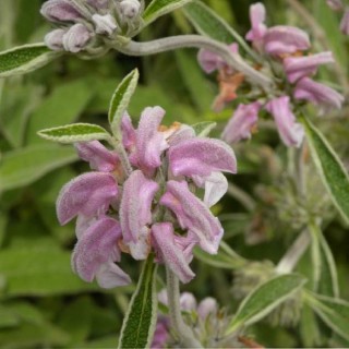 Phlomis purpurea