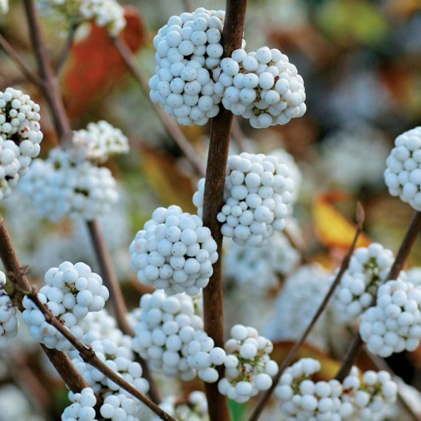 Callicarpa magical snowqueen