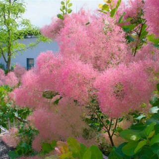 Cotinus smokey joe