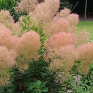 Cotinus young lady