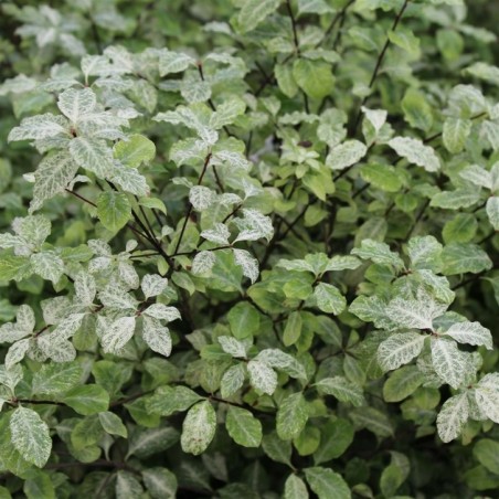 Pittosporum tenui Irene paterson