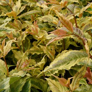 Diervilla splendens honey surprise