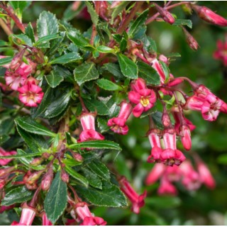 Escallonia red carpet