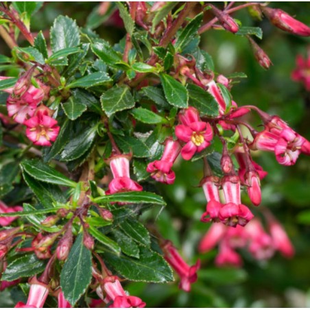 Escallonia red carpet