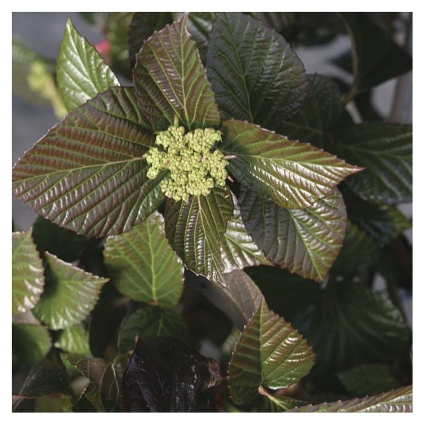 Viburnum Shiny Dancer