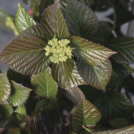 Viburnum Shiny Dancer