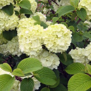 Viburnum plicatum Opening Day
