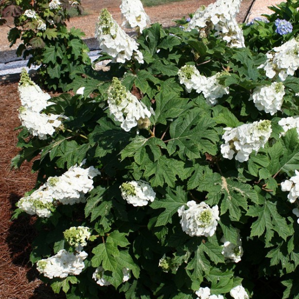 Hydrangea quercifolia jetstream