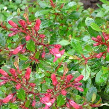 Escallonia jamie