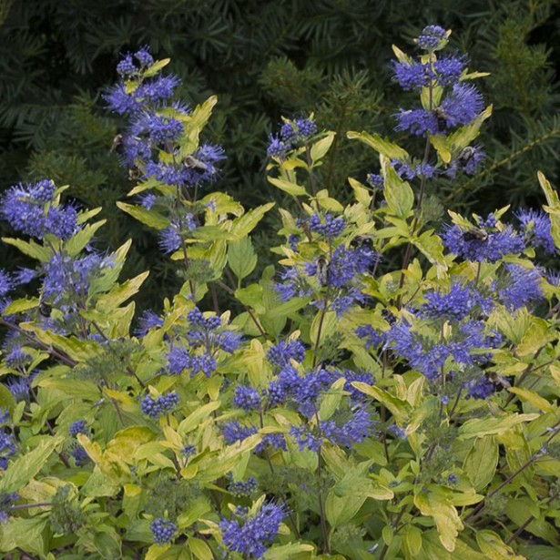 Caryopteris sunny blue