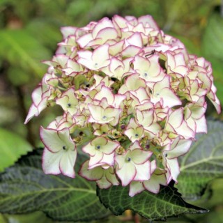 Hydrangea macrophylla dolce France