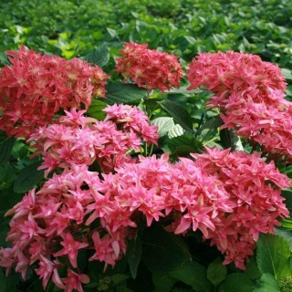 Hydrangea macrophylla You and Me Princess Diana