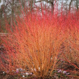 Cornus sanguinea magic flame