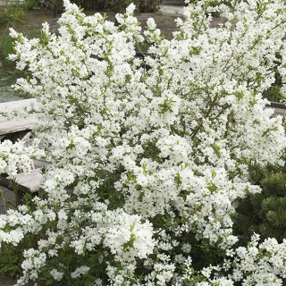 Exochorda macrantha lotus moon