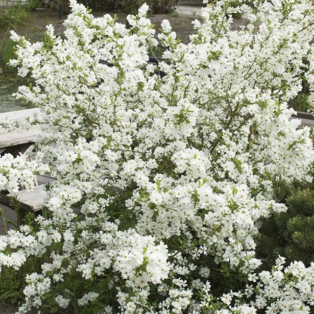 Exochorda macrantha lotus moon
